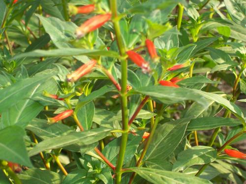 Photo of Cuphea ignea (Cigar Plant, Firecracker Plant)