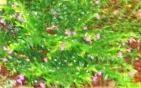Photo of Cuphea hyssopifolia (Mexican False Heather)