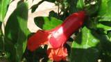 Photo of Punica granatum (Pomegranate)