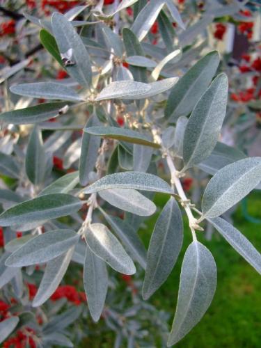 Photo of Elaeagnus umbellata (Autumn Olive)