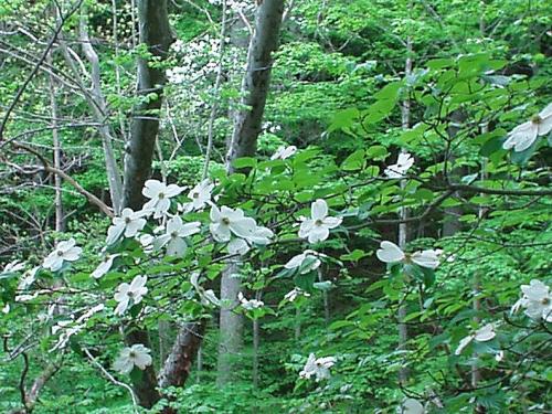Photo of Cornus florida (Flowering Dogwood, State Tree of Missouri, State Tree of Virginia)