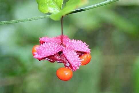 Photo of Euonymus americanus (American Strawberry-Bush)