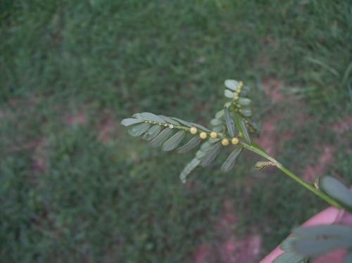 Photo of Phyllanthus amarus (Carry Me Seed)