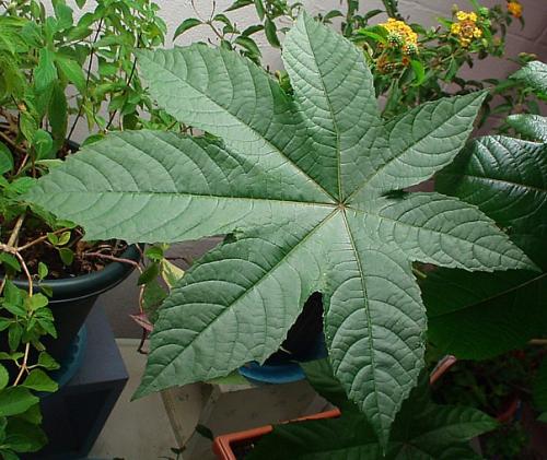 Photo of Ricinus communis (Castor Bean, Wonder Tree)