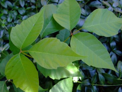 Photo of Toxicodendron radicans (Poison Ivy)