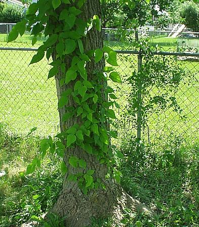 Photo of Toxicodendron radicans (Poison Ivy)