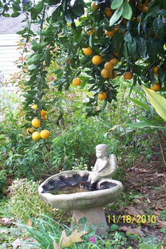 Photo of Citrus reticulata (Tangerine, Mandarin)