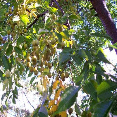 Photo of Melia azedarach (Chinaberry Tree)