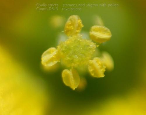 Photo of Oxalis stricta (Common Yellow Oxalis, Common Wood-Sorrel)