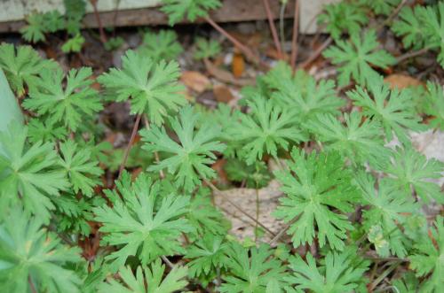 Photo of Geranium carolinianum (Carolina Cranesbill, Carolina Geranium)