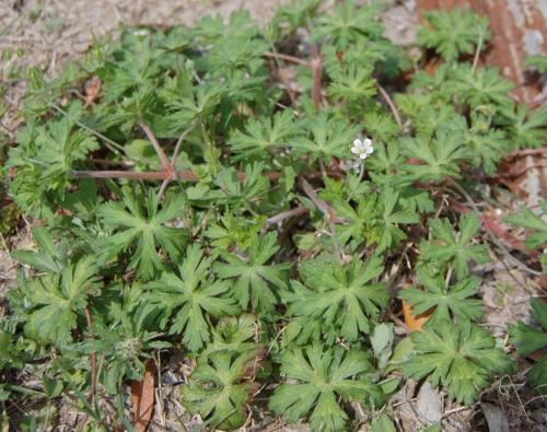 Photo of Geranium carolinianum (Carolina Cranesbill, Carolina Geranium)
