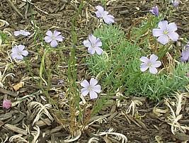 Photo of Linum perenne (Blue Flax)