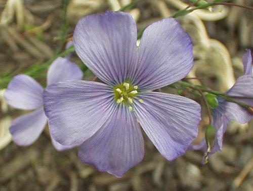 Photo of Linum perenne (Blue Flax)
