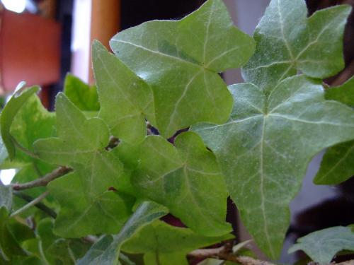 Photo of Hedera helix (Common Ivy, English Ivy)