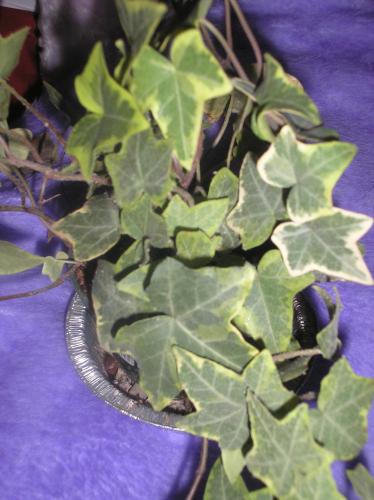 Photo of Hedera helix (Common Ivy, English Ivy)