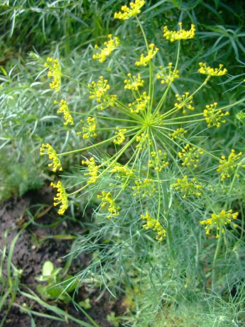 Photo of Anethum graveolens (Dill)