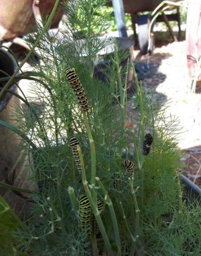 Photo of Anethum graveolens (Dill)