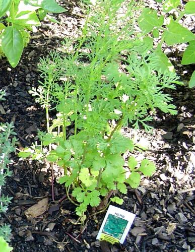 Photo of Coriandrum sativum (Coriander, Cilantro, Chinese Parsley)