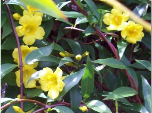 Photo of Gelsemium sempervirens (Carolina Yellow Jasmine)