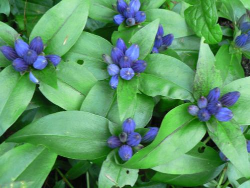 Photo of Gentiana clausa (Bottle Gentian, Closed Gentian)