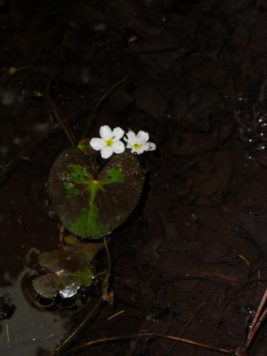 Photo of Nymphoides cordata (Little Floatingheart)