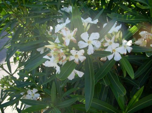 Photo of Nerium oleander (Oleander)