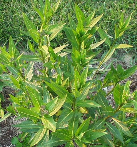 Photo of Asclepias incarnata (Swamp Milkweed)