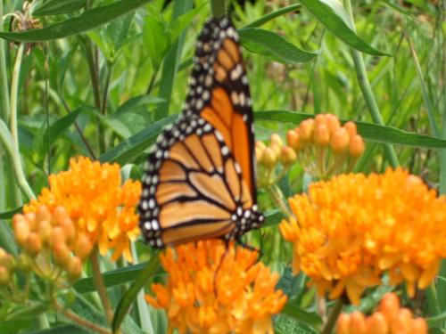 Photo of Asclepias tuberosa (Butterfly Milkweed, Butterfly Weed)