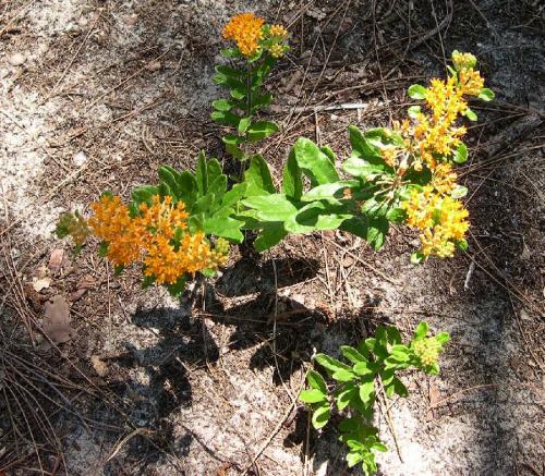 Photo of Asclepias tuberosa (Butterfly Milkweed, Butterfly Weed)