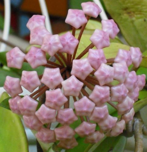 Photo of Hoya carnosa (Wax Plant)