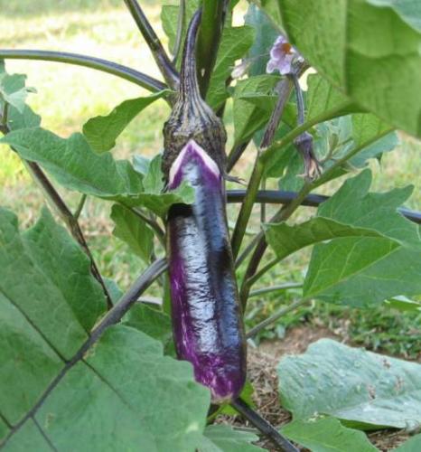 Photo of Solanum melongena (Eggplant, Aubergine, Brinjal)