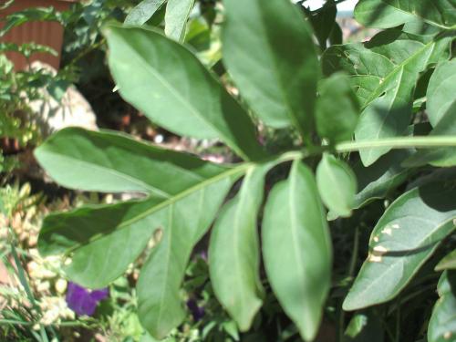 Photo of Solanum seaforthianum (Brazilian Nightshade)