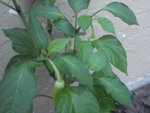 Photo of Capsicum annuum (Hot Pepper Group)