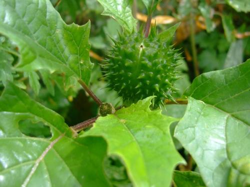 Photo of Datura stramonium (Jamestown Weed, Thorn Apple, Moonflower)