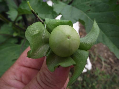Photo of Nicandra physalodes (Apple of Peru)