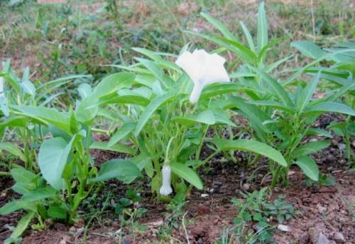 Photo of Ipomoea aquatica (Swamp Morning-glory, Water Spinach)