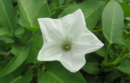 Photo of Ipomoea aquatica (Swamp Morning-glory, Water Spinach)