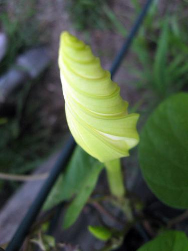 Photo of Ipomoea alba (Moonflower, Moon Vine)