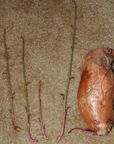 Photo of Ipomoea batatas (Sweet Potato)