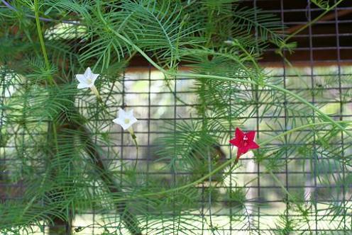Photo of Ipomoea quamoclit (Cardinal Creeper, Cypress Vine)