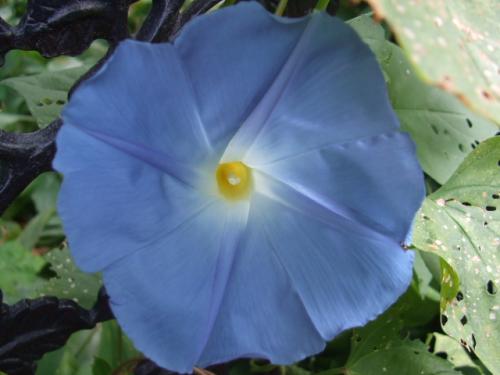 Photo of Ipomoea tricolor (Morning Glory)