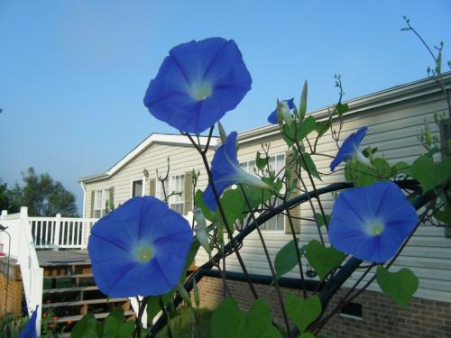 Photo of Ipomoea tricolor (Morning Glory)