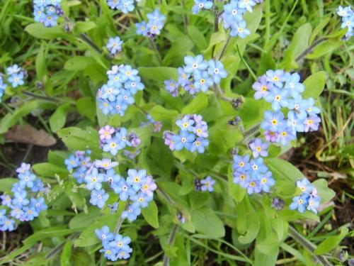 Photo of Cynoglossum amabile (Chinese Forget-Me-Not)