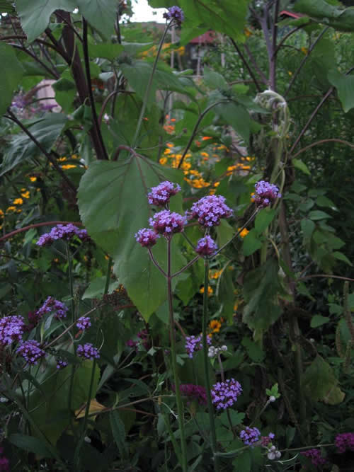 Photo of Verbena bonariensis (Purpletop Vervain, Purpletop Verbena)