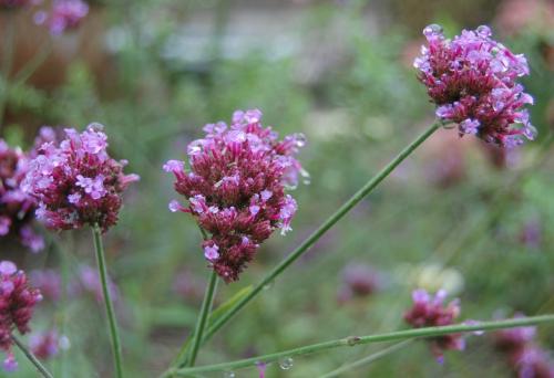 Photo of Verbena bonariensis (Purpletop Vervain, Purpletop Verbena)