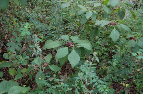 Photo of Callicarpa americana (American Beautyberry, French Mulberry)