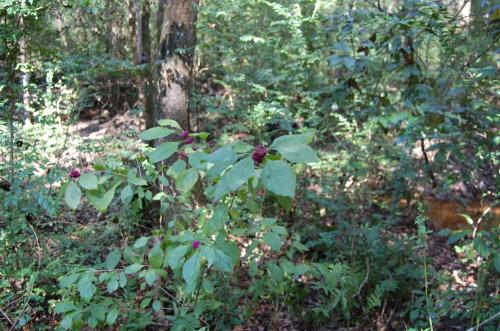 Photo of Callicarpa americana (American Beautyberry, French Mulberry)