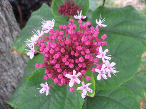Photo of Clerodendrum bungei (Rose Glorybower, Mexican Hydrangea)