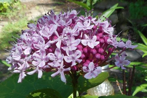 Photo of Clerodendrum bungei (Rose Glorybower, Mexican Hydrangea)