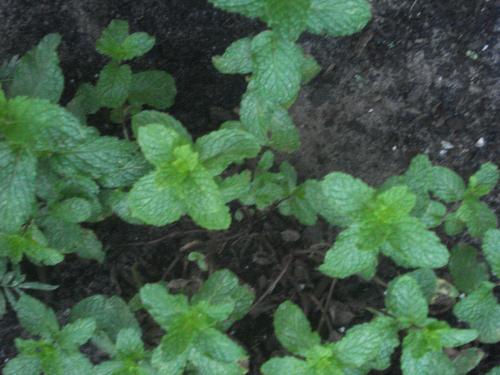 Photo of Mentha X rotundifolia (Mint, Big Leaf mint)